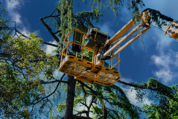 Reliable Blairsville, PA Tree Services Solutions